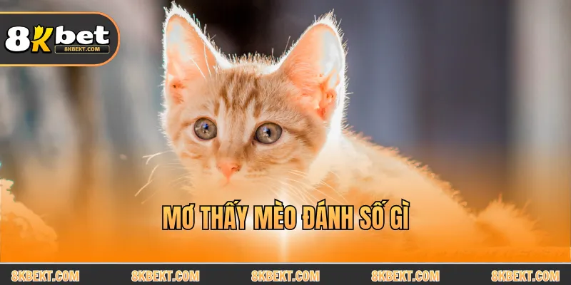 Mơ thấy mèo đánh số gì